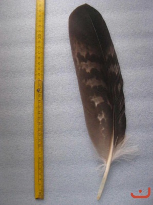 A Steinadler 324