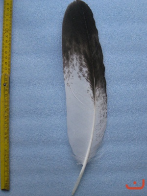 A Steinadler 304