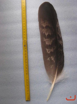 A Steinadler 323