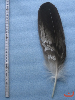 B Seeadler 312