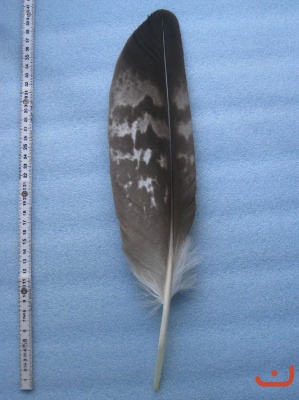 B Seeadler 332