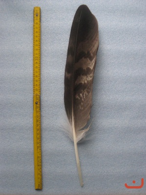 A Steinadler 404