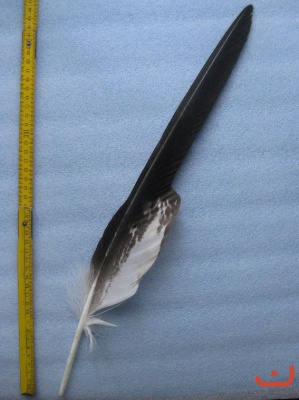 A Steinadler 402
