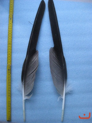 A Steinadler 473
