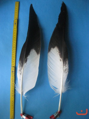 A Steinadler 475