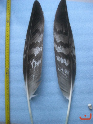 A Steinadler 477