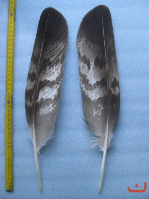 A Steinadler 454