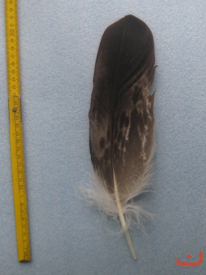 B Seeadler 321
