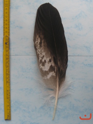 B Seeadler 324