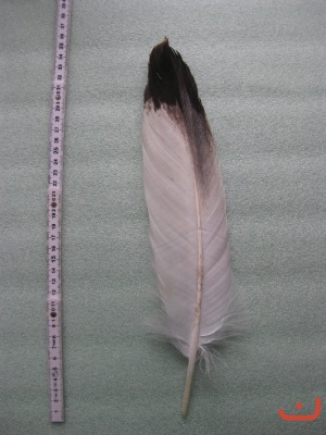 A Steinadler 503