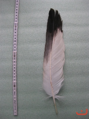 A Steinadler 502