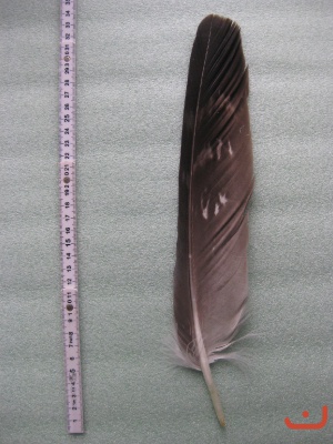 A Steinadler 506