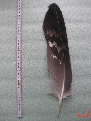A Steinadler 508