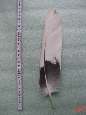 B Seeadler 522