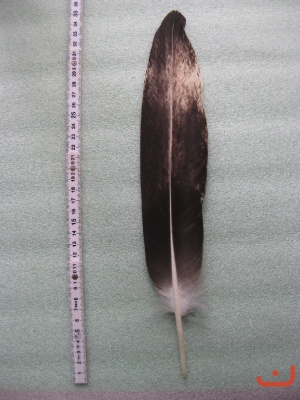 B Seeadler 527