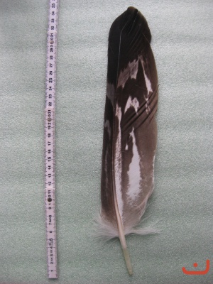 B Seeadler 528