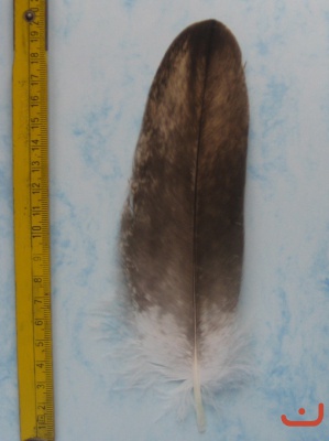B Seeadler 211