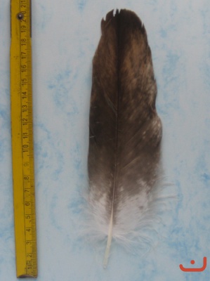 B Seeadler 212