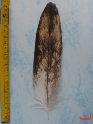 B Seeadler 213