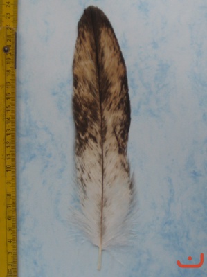 B Seeadler 214
