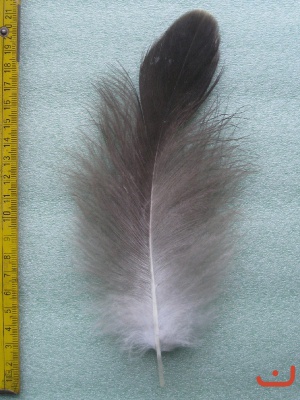 B Seeadler 611