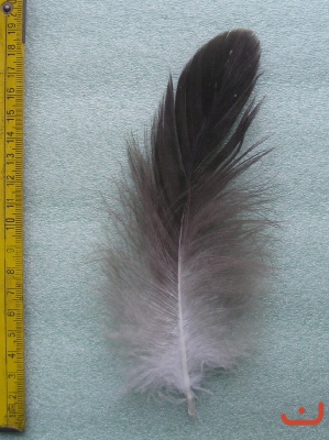 B Seeadler 613