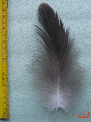 B Seeadler 614