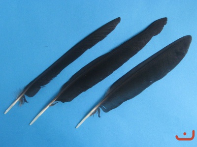 Krähenfedern 001
