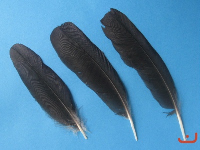 Krähenfedern 003