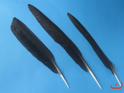 Krähenfedern 004