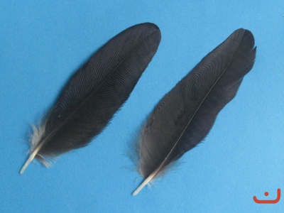 Krähenfedern 005