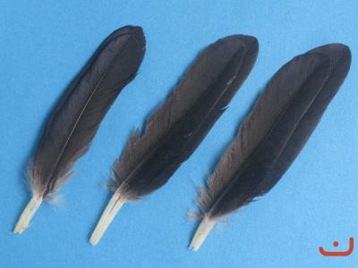 Krähenfedern 007