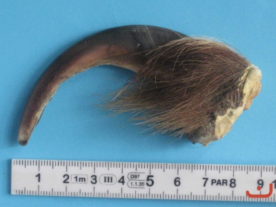 Braunbär(Grizzly)kralle 4-033