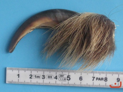 Braunbär(Grizzly)    Kralle 4-034