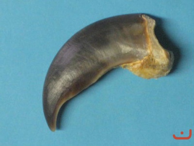 Eisbärenkralle 60