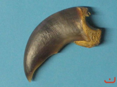 Eisbärenkralle 70