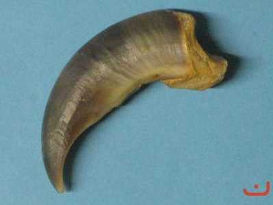 Eisbärenkralle 30