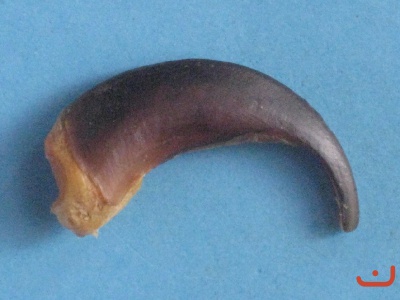 Wolfskralle 010