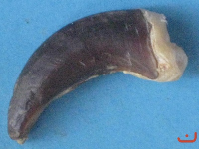 Wolfskralle 012