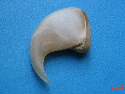 Löwenkralle 20