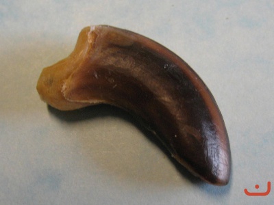 Wolfskralle 029