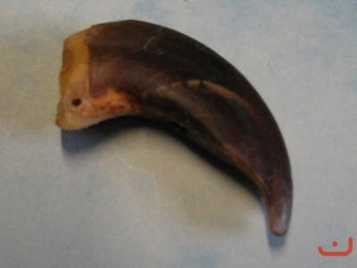 Wolfskralle 033