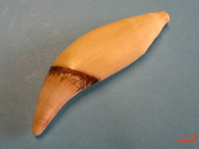A-Schwarzbärzahn 24