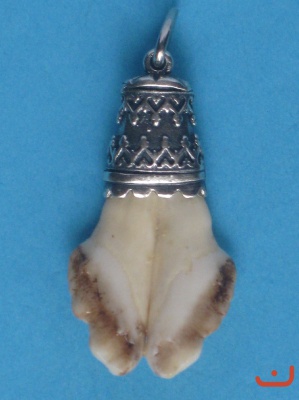 6 Wildschweinzahn 4129