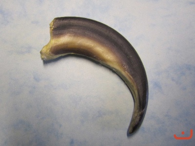 Braunbär(Grizzly)kralle 5-012   