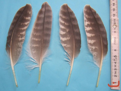 G-Federn Sp 04