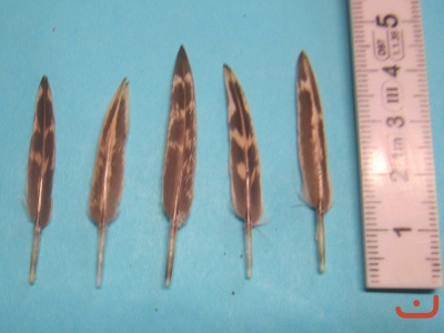 H-Federn M 01