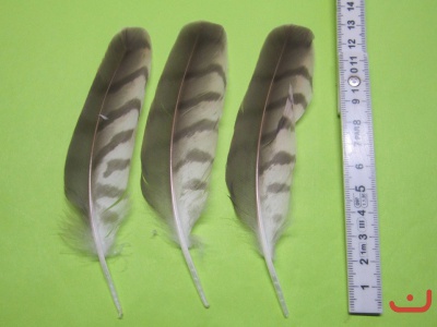 G-Federn Sp 07