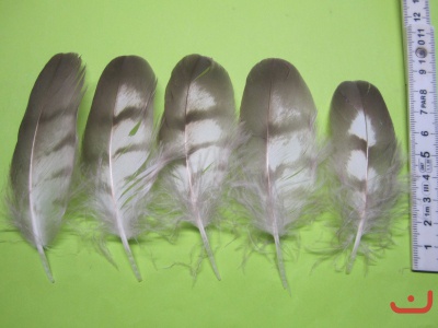 G-Federn Sp 05 