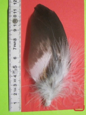 Adlerflaum 05 